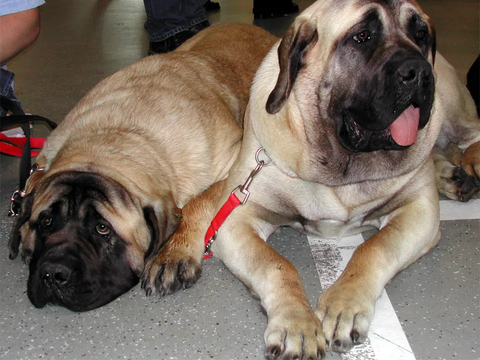 Mastiff