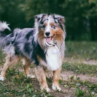 Miniature American Shepherd