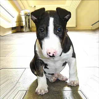 Miniature Bull Terrier