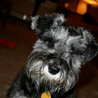 Miniature Schnauzer