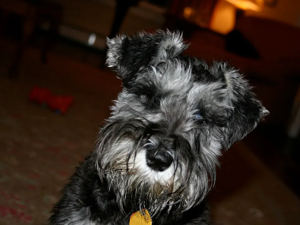 Miniature Schnauzer
