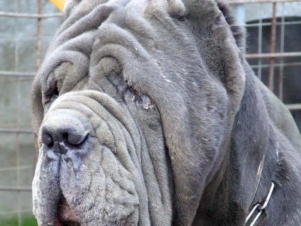 Neapolitan Mastiff