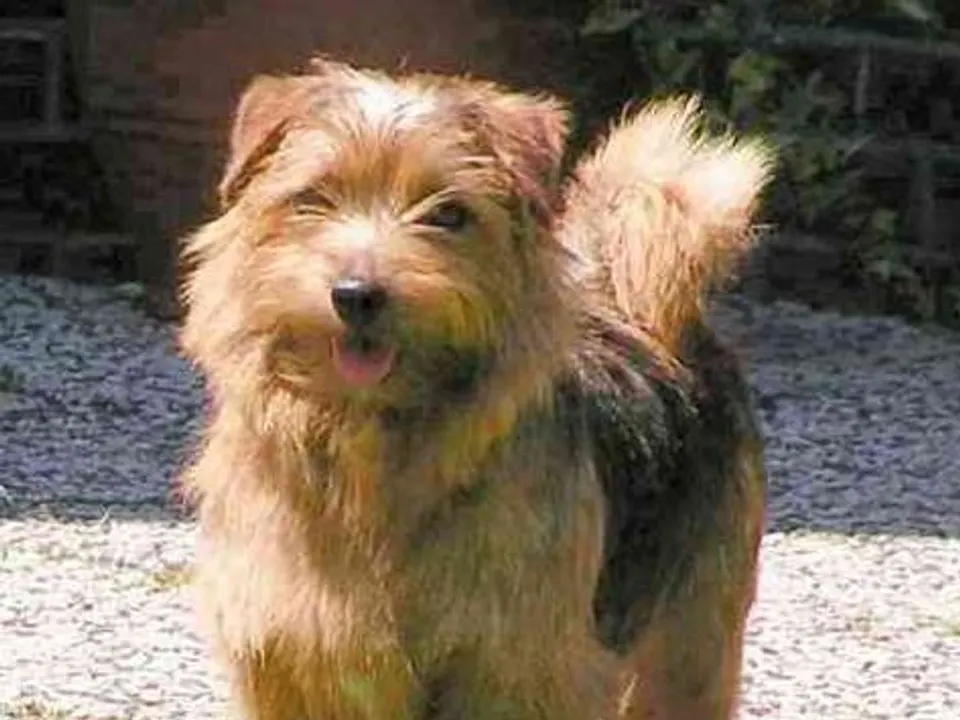 Norfolk Terrier