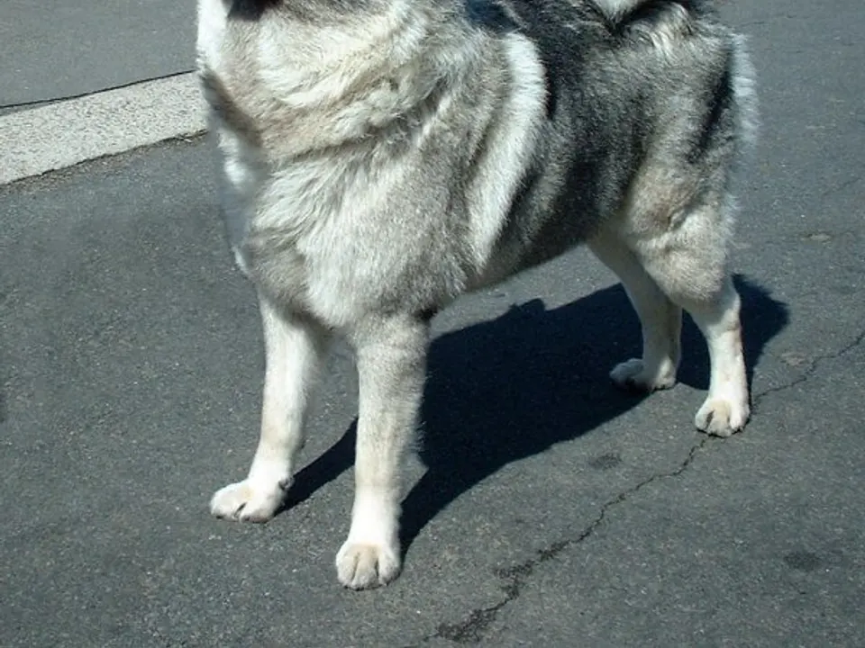 Norwegian Elkhound