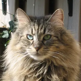 Norwegian Forest Cat