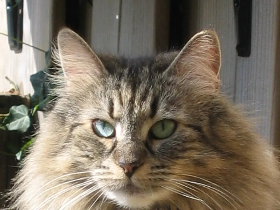 Norwegian Forest Cat