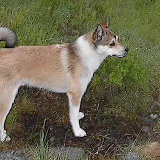 Norwegian Lundehund