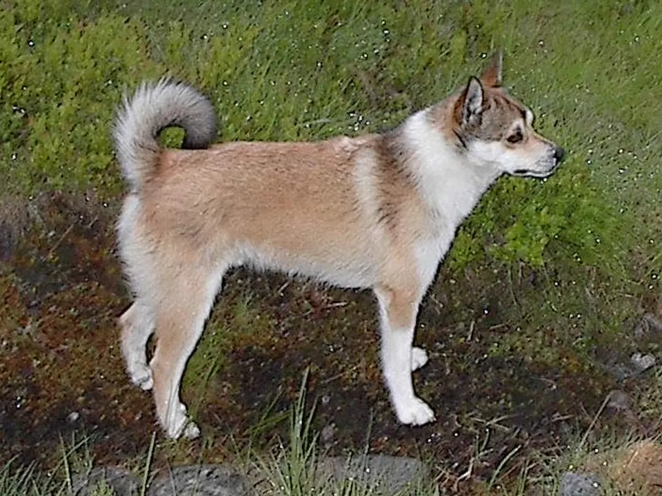 Norwegian Lundehund