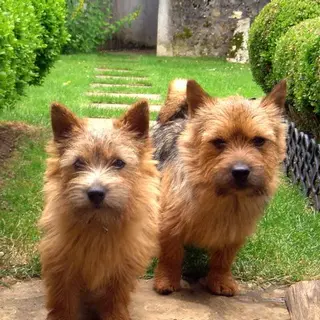 Norwich Terrier