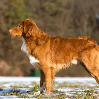 Nova Scotia Duck Tolling Retriever