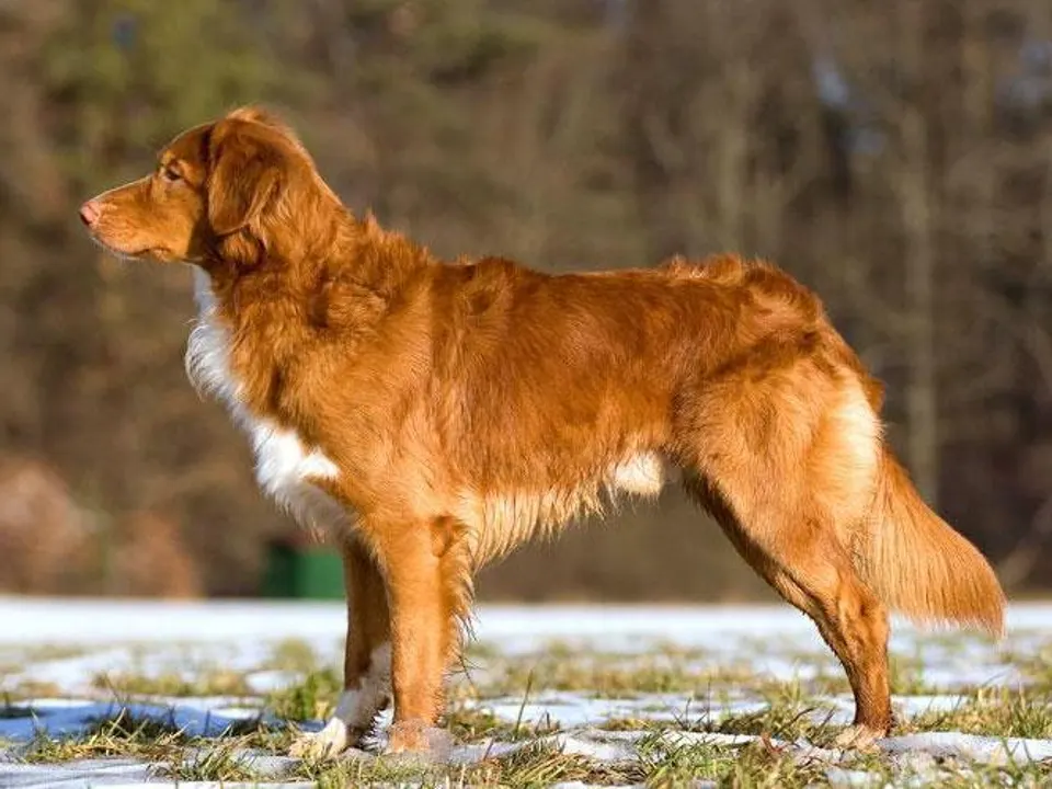 Nova Scotia Duck Tolling Retriever