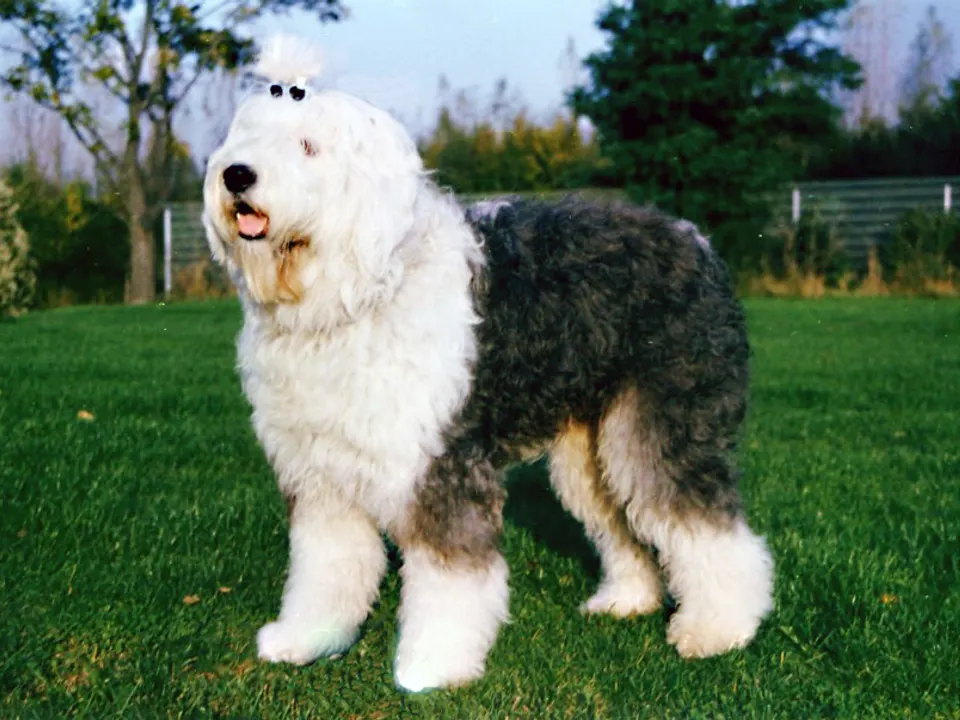 Old English Sheepdog
