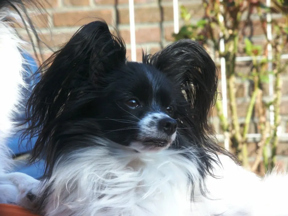 Papillon