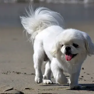 Pekingese