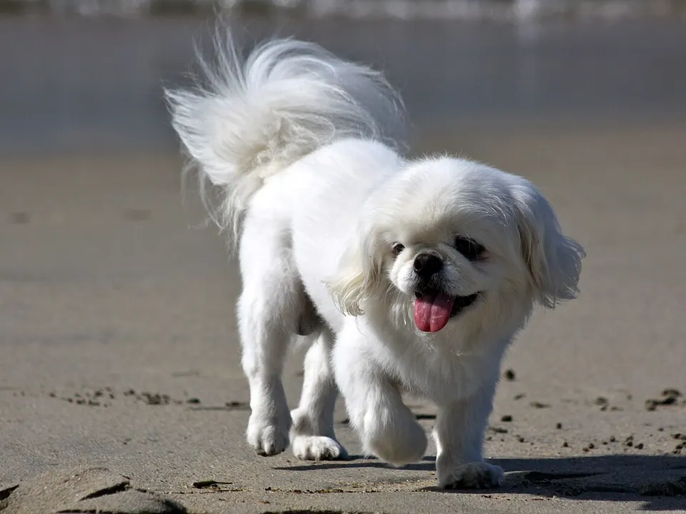 Pekingese