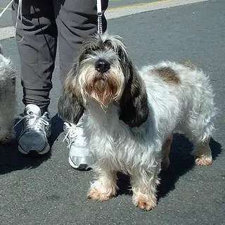 Petit Basset Griffon Vendéen