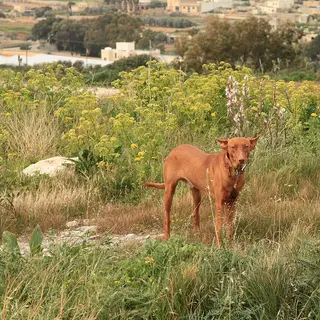 Pharaoh Hound