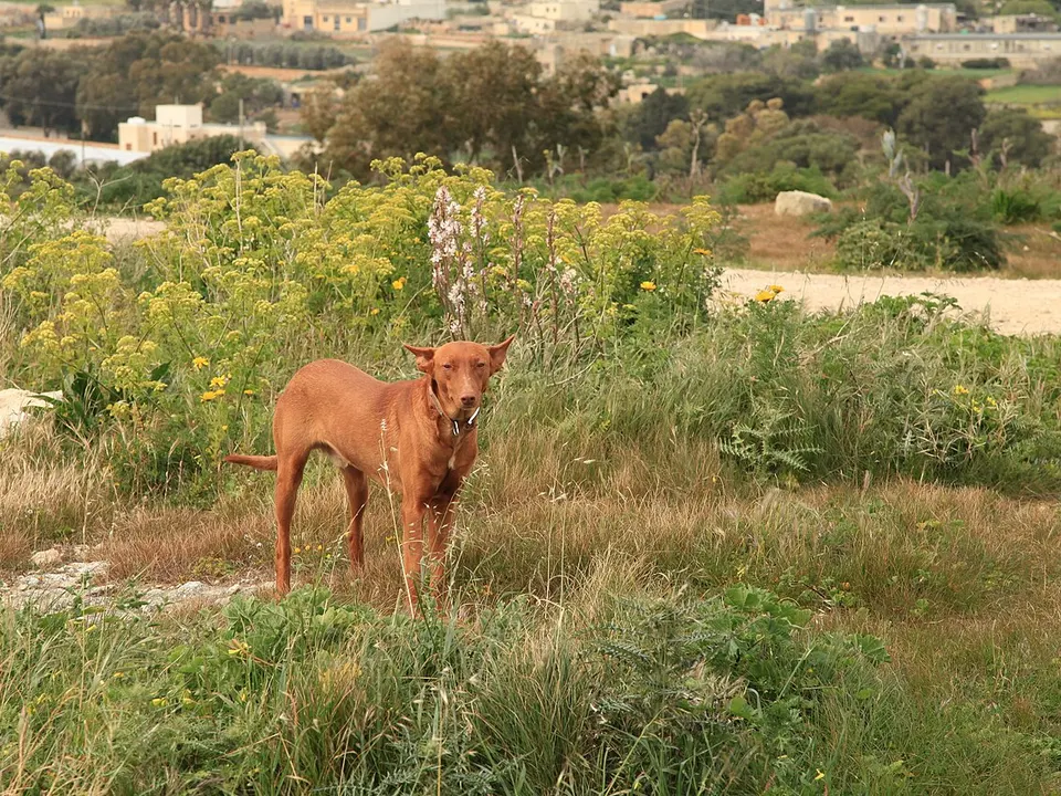 Pharaoh Hound