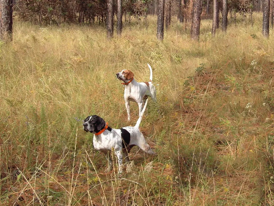 Pointer