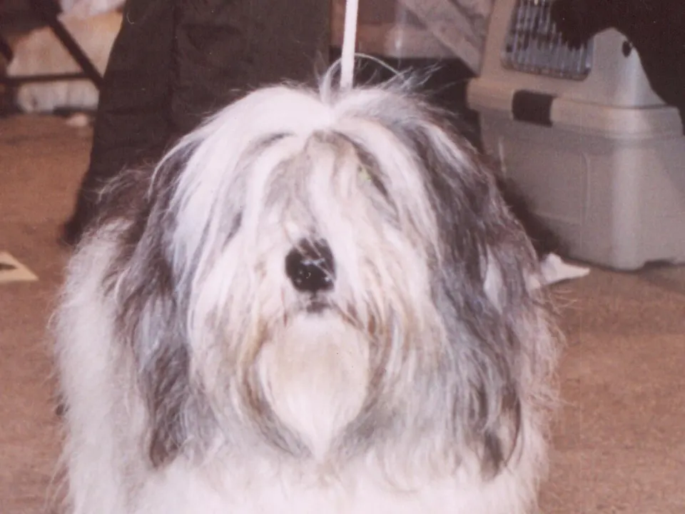 Polish Lowland Sheepdog