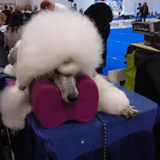 Standard Poodle