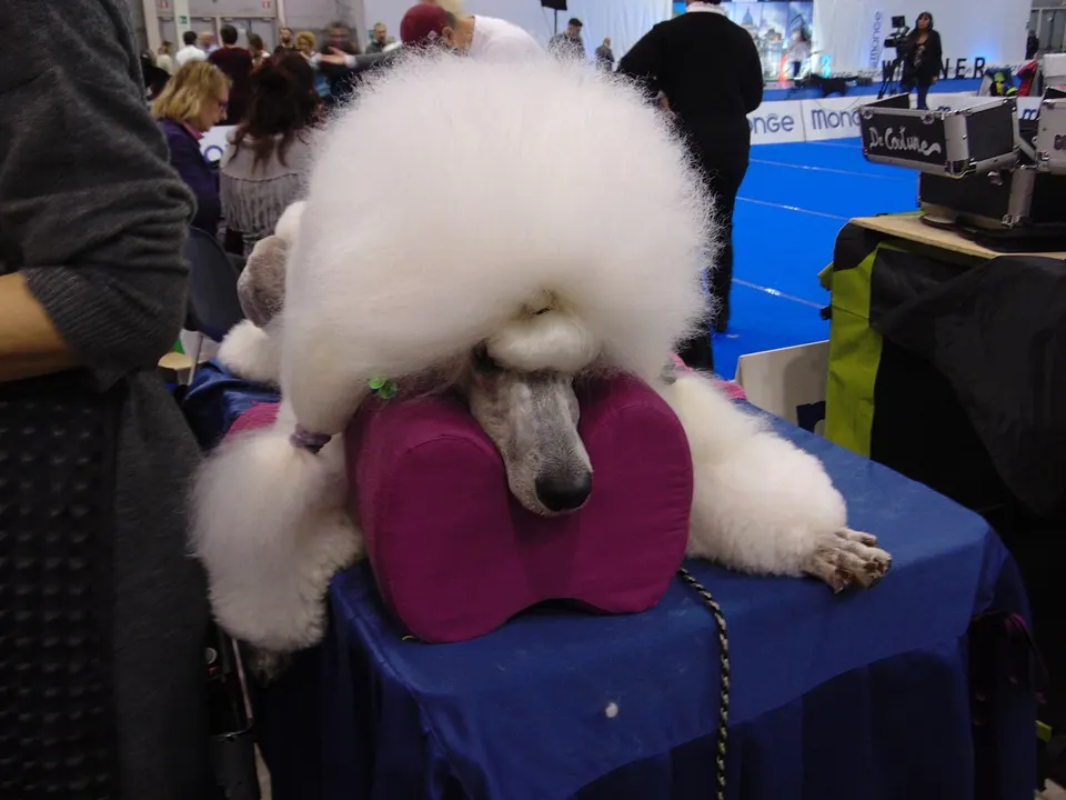 Standard Poodle