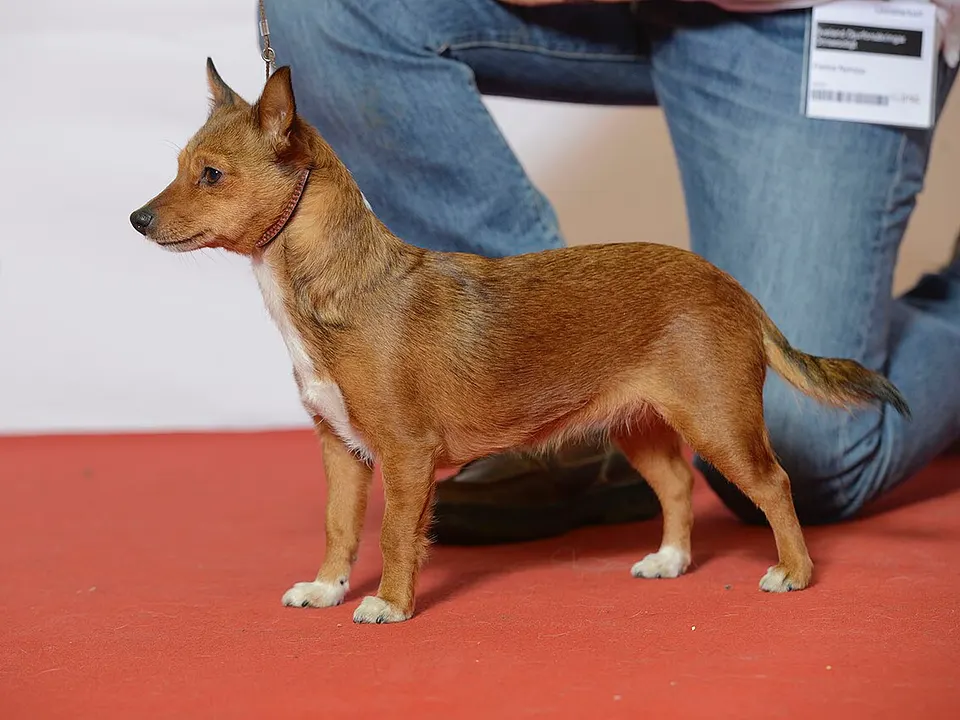 Portuguese Podengo Pequeno