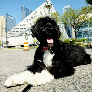 Portuguese Water Dog