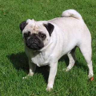 Pug