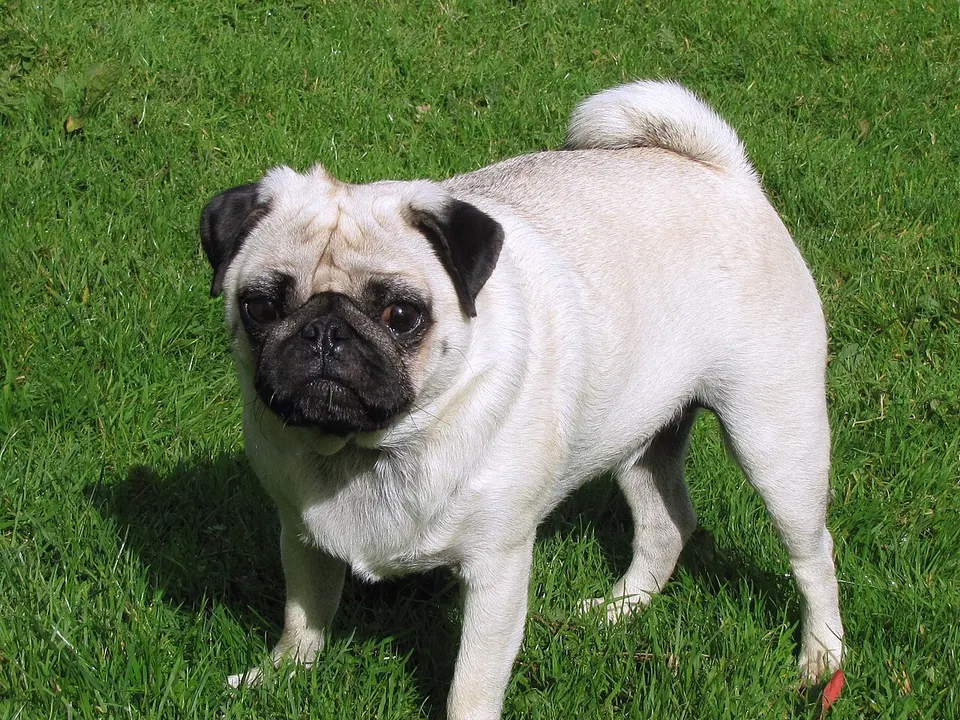 Pug