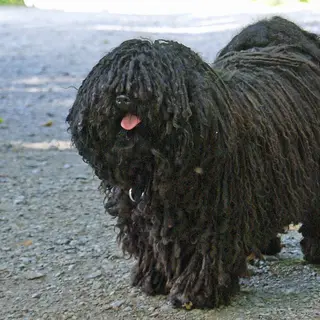 Puli