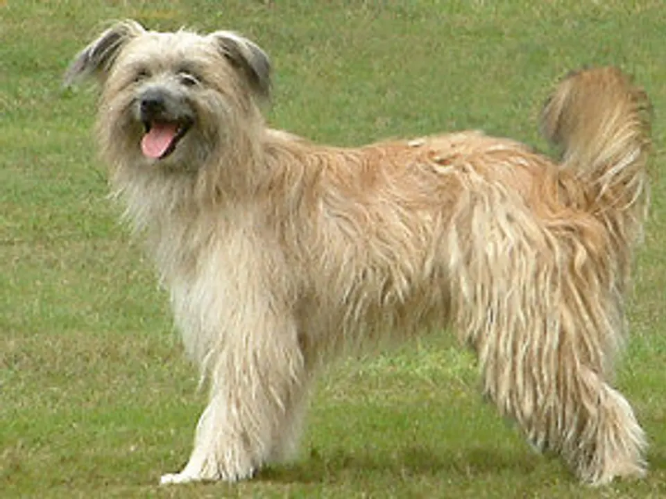 Pyrenean Shepherd