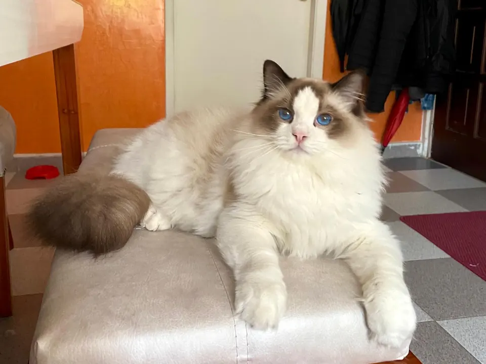 Ragdoll