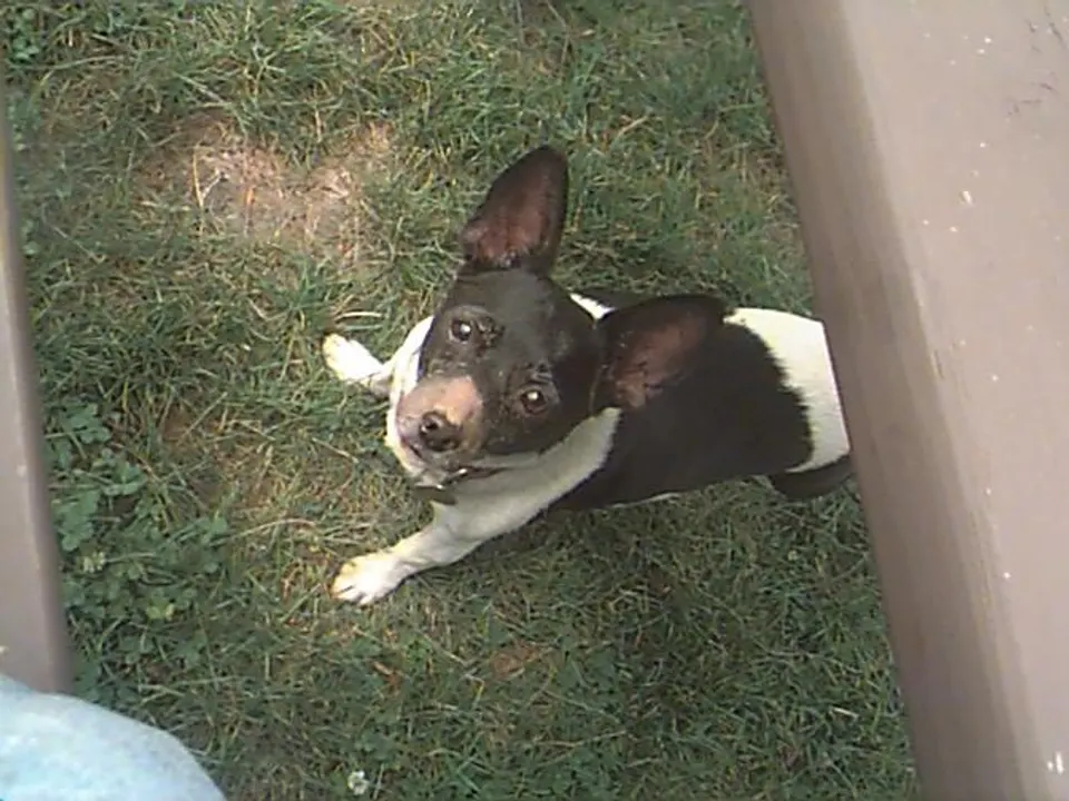 Rat Terrier
