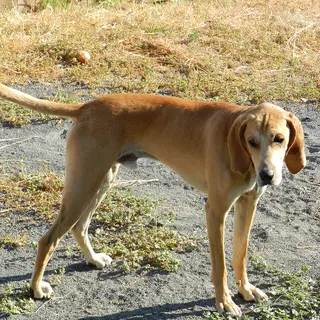 Redbone Coonhound