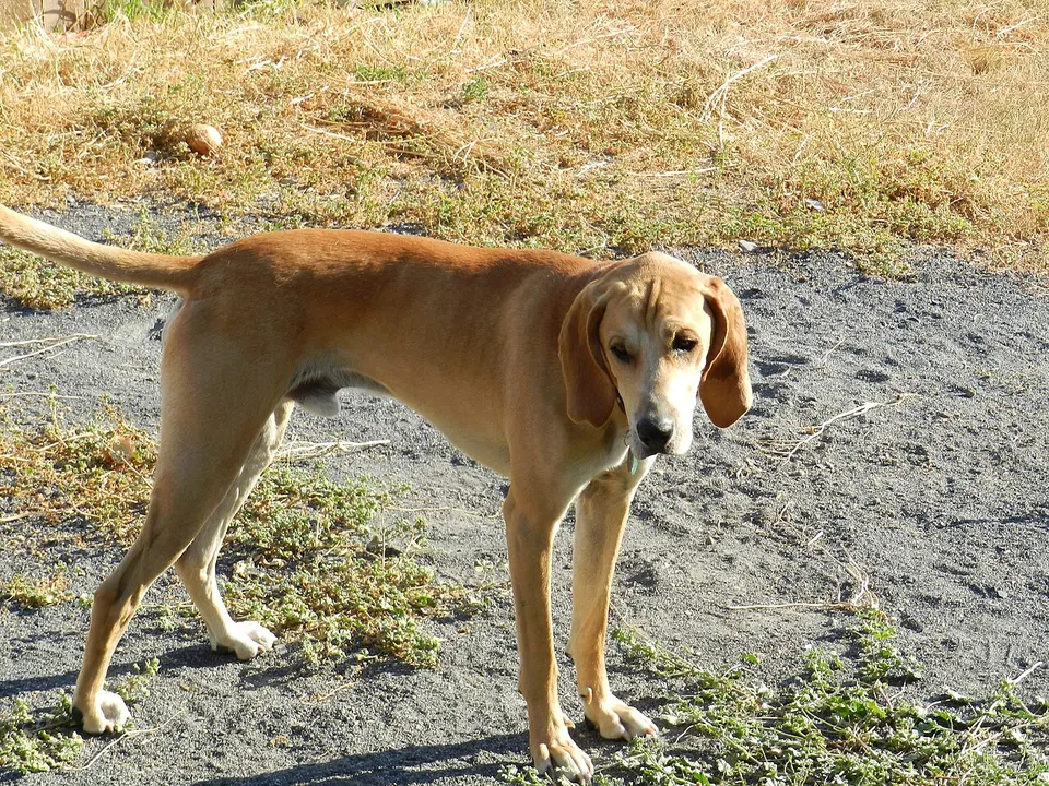 Redbone Coonhound