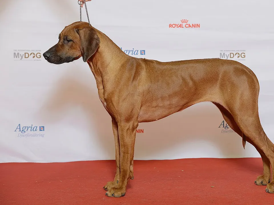 Rhodesian Ridgeback