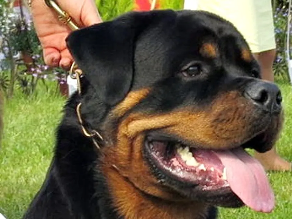 Rottweiler
