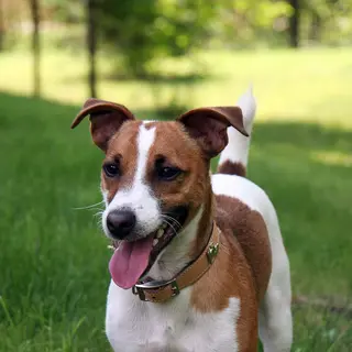 Russell Terrier