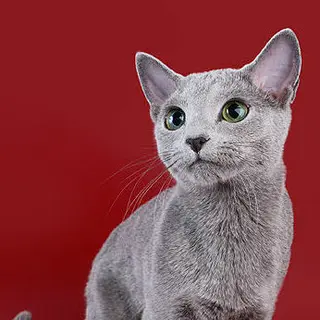 Russian Blue
