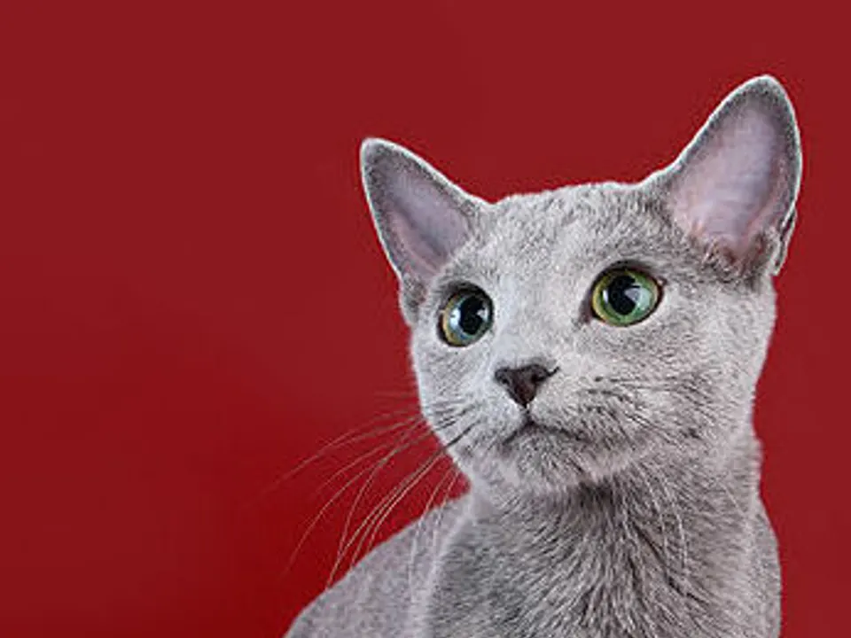 Russian Blue