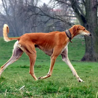 Saluki