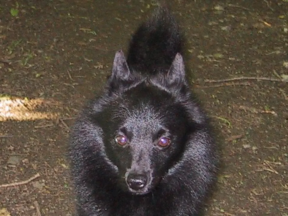 Schipperke