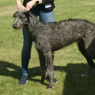 Scottish Deerhound