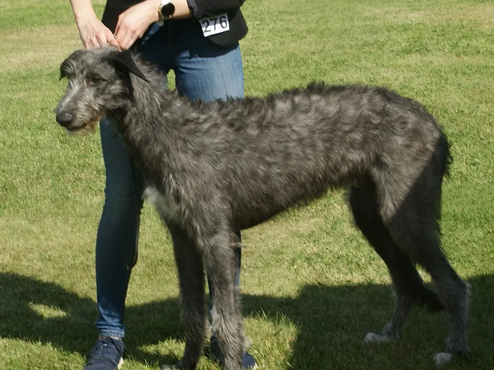 Scottish Deerhound