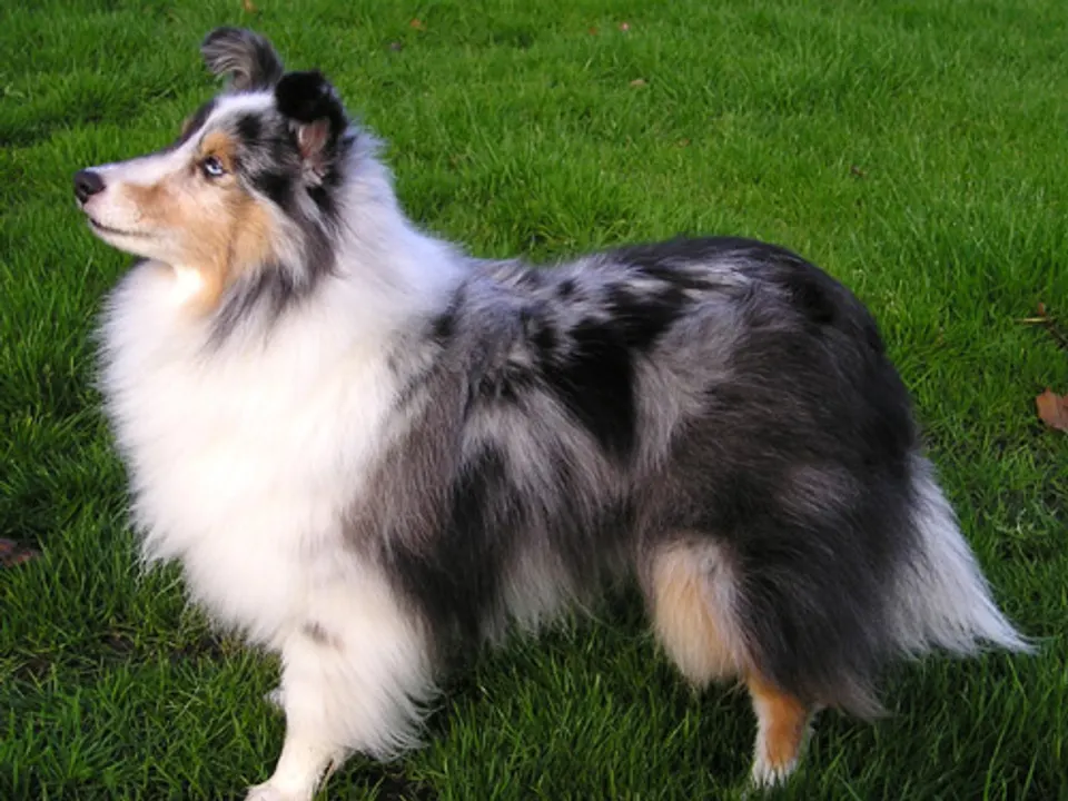 Shetland Sheepdog