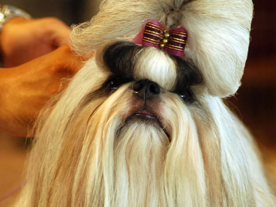 Shih Tzu