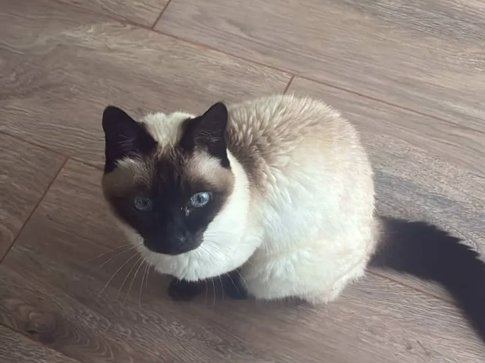 Siamese