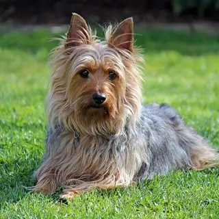 Silky Terrier