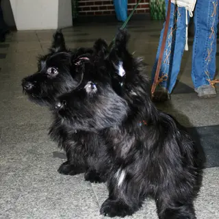 Skye Terrier